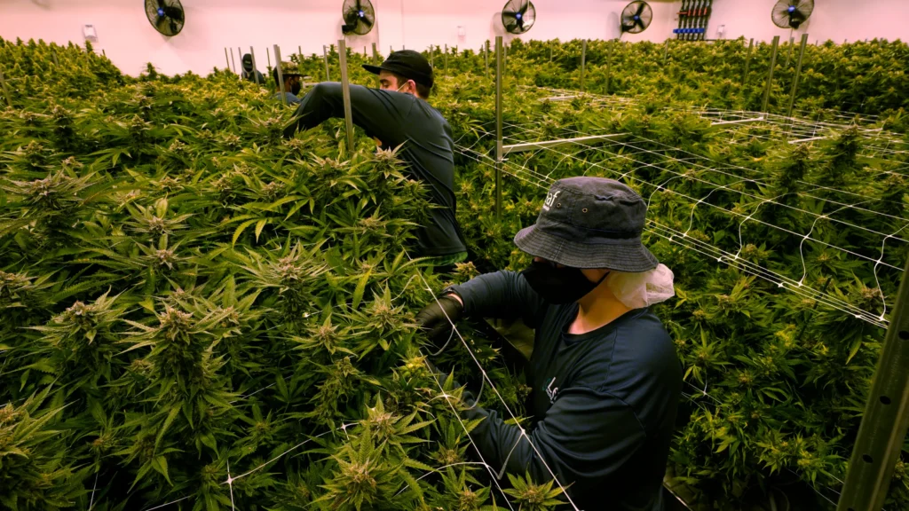 Where to find quality weed for medical use online in japan.